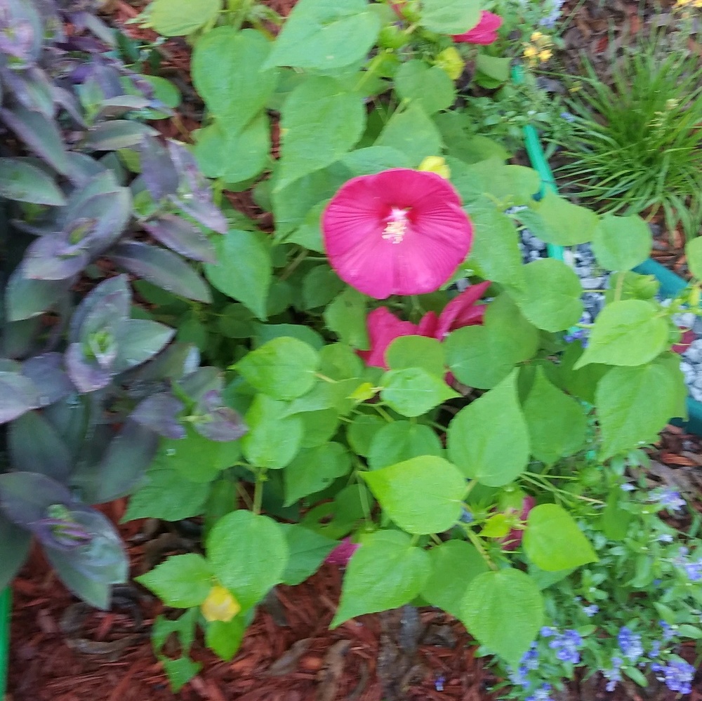 Meet your Posher, Diana